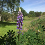 Copperopolis Motherlode Flowers