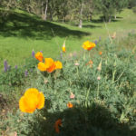 Copperopolis Motherlode Poppies