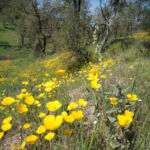 Copperopolis Poppies